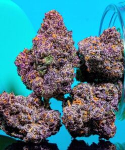 Purple Kush