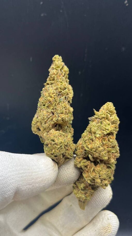 7ED00EF9-60C9-4337-A309-51629DAF3C97-510x909