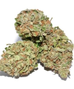 Purple Kush Strain (Royal Purple Kush)